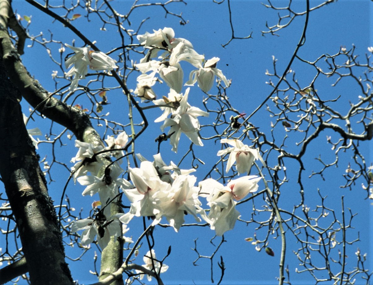 magnolia campbellii strybing white